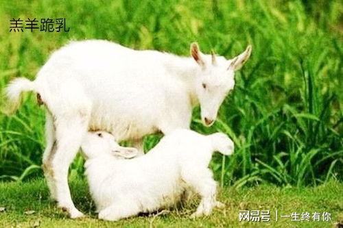 最新吃瓜爆料小羊图片大全,小羊图片大全大揭秘!